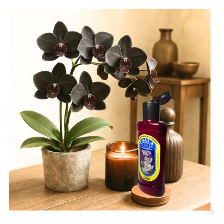 LIMPADOR COALA CONCENTRADO ORQUIDEA NEGRA...